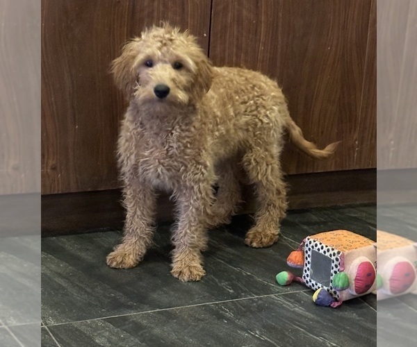 Medium Photo #1 Goldendoodle (Miniature) Puppy For Sale in CHULA VISTA, CA, USA