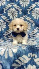 Cava-Chin Puppy for sale in EDEN, PA, USA