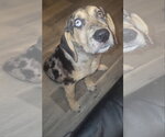Small Photo #3 Australian Shepherd-Catahoula Leopard Dog Mix Puppy For Sale in Ball Ground, GA, USA