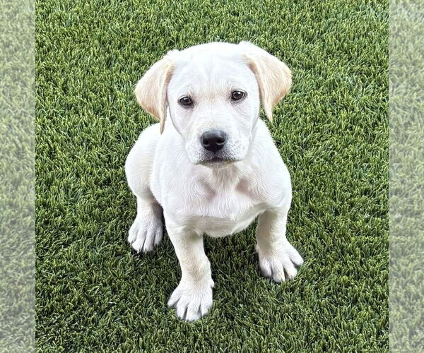 Medium Photo #1 Labrador Retriever Puppy For Sale in Fort Worth, TX, USA