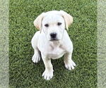 Small Labrador Retriever