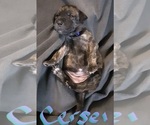Small #6 American Staffordshire Terrier-Catahoula Leopard Dog Mix