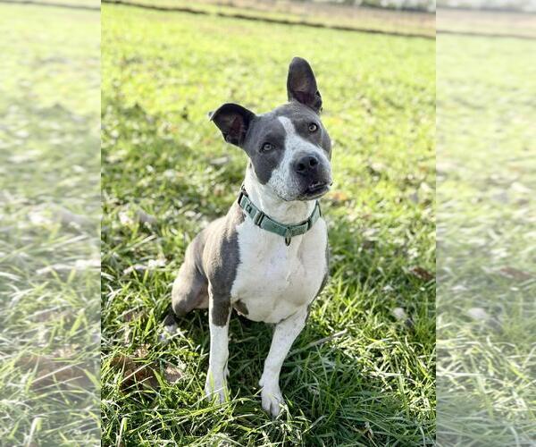 Medium Photo #5 Mutt Puppy For Sale in DuQuoin, IL, USA