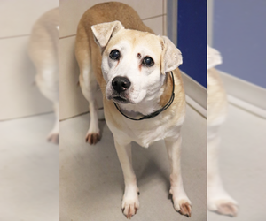 Labrador Retriever-Unknown Mix Dogs for adoption in Palatine/Kildeer/Buffalo grove, IL, USA