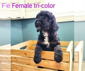 F2 Aussiedoodle Puppy for sale in BOLIVAR, MO, USA