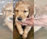 Small Photo #3 Golden Retriever Puppy For Sale in NEOSHO, MO, USA