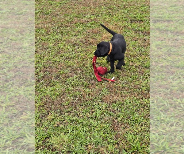 Medium Photo #3 Labrador Retriever Puppy For Sale in ACUSHNET, MA, USA
