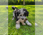 Small #34 Cavapoo (Miniature)