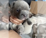 Small Photo #9 French Bulldog Puppy For Sale in SAN BERNARDINO, CA, USA