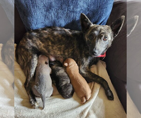 Medium Photo #1 Mutt Puppy For Sale in Royal Palm Beach, FL, USA