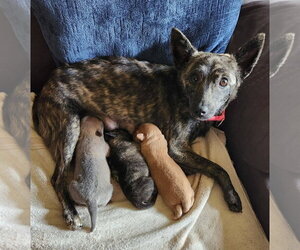 Mutt Dogs for adoption in Royal Palm Beach, FL, USA