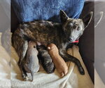 Small Mutt