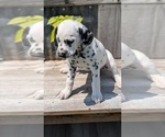 Small Photo #56 Dalmatian Puppy For Sale in GOSHEN, IN, USA