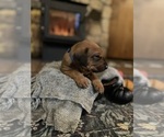 Small #3 Rhodesian Ridgeback