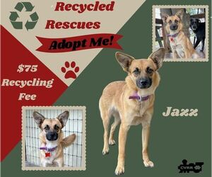 Mutt Dogs for adoption in Lindsay, CA, USA