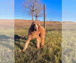 Small Photo #3 Poodle (Standard) Puppy For Sale in Pacolet, SC, USA