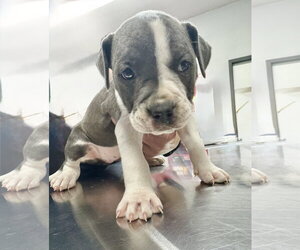 Labrador Retriever Dogs for adoption in The Woodlands, TX, USA