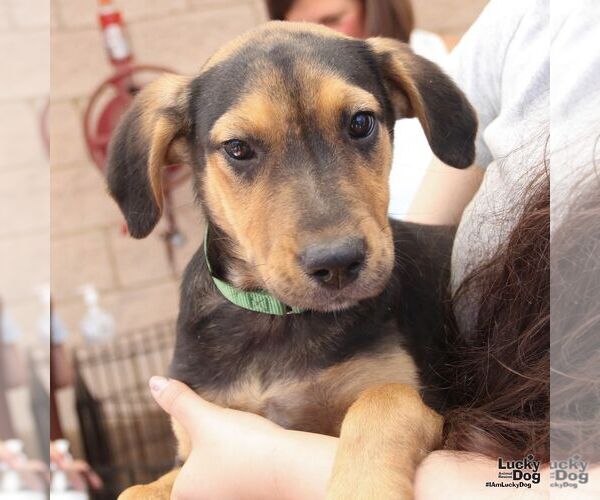 Medium Photo #4 Labrador Retriever-Unknown Mix Puppy For Sale in Washington, DC, USA