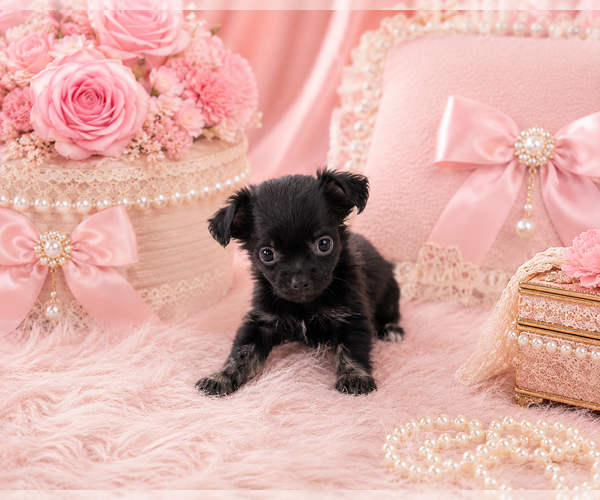 Medium Photo #20 Chihuahua Puppy For Sale in MIAMI, FL, USA