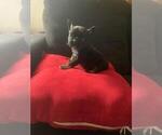 Small Photo #6 French Bulldog Puppy For Sale in GREENVILLE, NC, USA