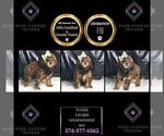 Small Photo #83 Goldendoodle (Miniature) Puppy For Sale in WARSAW, IN, USA