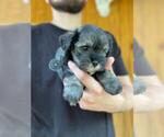Small Photo #7 Schnauzer (Miniature) Puppy For Sale in SPENCER, TN, USA