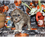 Small #22 Poodle (Toy)