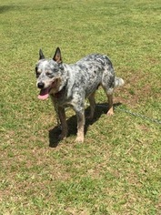 Father of the Australian Cattle Dog puppies born on 06/07/2017