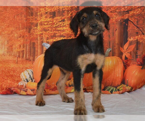 Medium Photo #1 Doberman Pinscher-Unknown Mix Puppy For Sale in Oroville, CA, USA