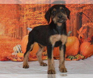 Doberman Pinscher-Unknown Mix Dogs for adoption in Oroville, CA, USA