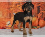 A614389 - Female Doberman Pinscher-Unknown Mix Dog for Adoption - Small photo