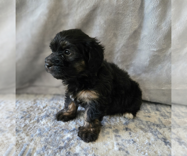 Medium Photo #28 Aussiedoodle Miniature -Miniature Bernedoodle Mix Puppy For Sale in CULPEPER, VA, USA