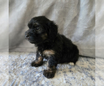 Small #4 Aussiedoodle Miniature -Miniature Bernedoodle Mix