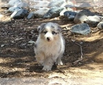 Small #2 Australian Shepherd