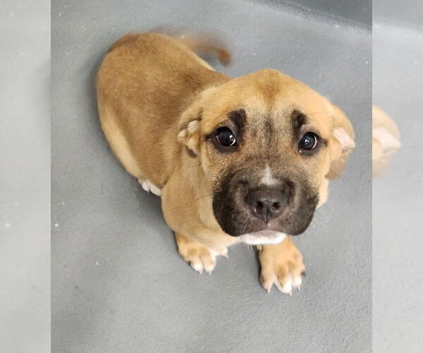 Medium Photo #1 Boxer-Unknown Mix Puppy For Sale in Hilton Head, SC, USA