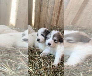 Great Pyrenees Puppy for sale in VILAS, NC, USA