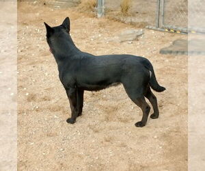 Love - Female Labrador Retriever Dog for Adoption - Photo #13