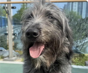 Mutt Dogs for adoption in San Ramon, CA, USA