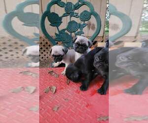 Pug Puppy for sale in JACKSON, MS, USA