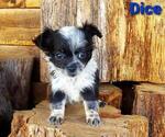 Small Photo #3 Chihuahua Puppy For Sale in POTEAU, OK, USA