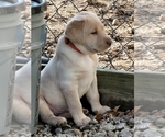 Small Photo #30 Labrador Retriever Puppy For Sale in POCAHONTAS, IL, USA