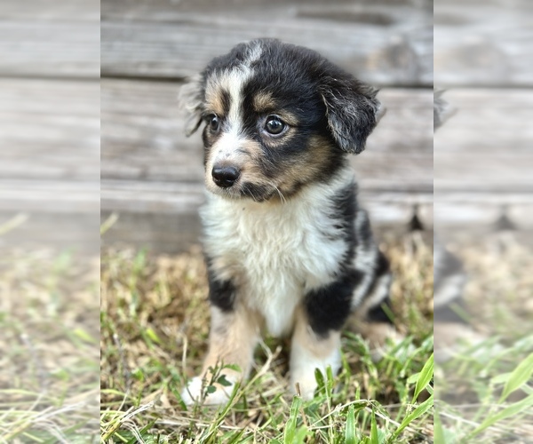 Medium Photo #2 Australian Shepherd Puppy For Sale in ORLANDO, FL, USA