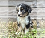 Small #1 Australian Shepherd