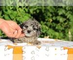 Small #23 Poodle (Toy)