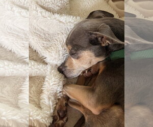 Gerald Frederick - Male Chihuahua Dog for Adoption - Photo #8