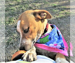 Cinnamon - Female Catahoula Leopard Dog-Unknown Mix Dog for Adoption - Photo #5