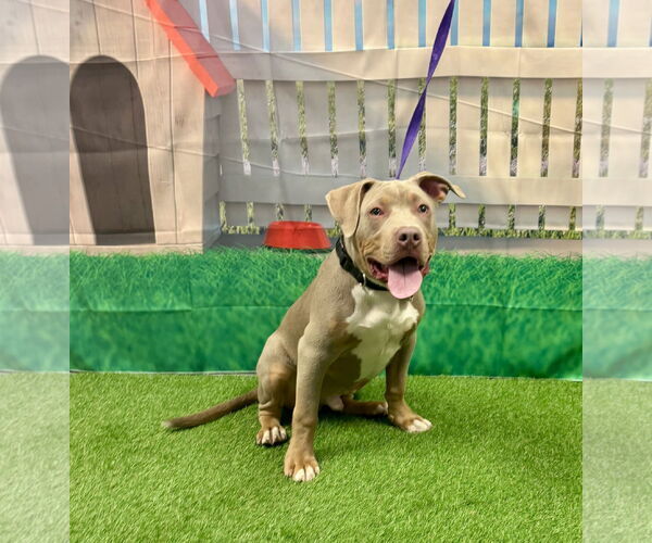 Medium Photo #2 Mutt Puppy For Sale in Euless, TX, USA