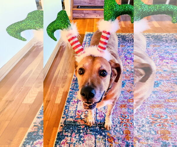 Medium Photo #5 Labrador Retriever-Unknown Mix Puppy For Sale in Rockaway, NJ, USA