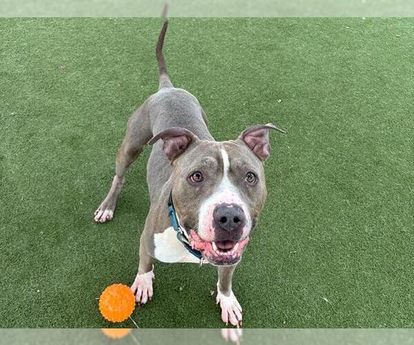 Medium Photo #5 Mutt Puppy For Sale in Martinez, CA, USA