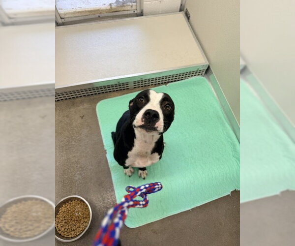 Medium Photo #1 Mutt Puppy For Sale in Temple, TX, USA